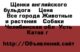 Щенки английского бульдога  › Цена ­ 60 000 - Все города Животные и растения » Собаки   . Челябинская обл.,Усть-Катав г.